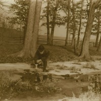 &quot;Prof. Bailey at Cedar Creek,&quot; ca. 1913.
