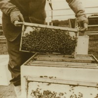 &quot;Bees-Honey-Stings,&quot; ca. 1913.